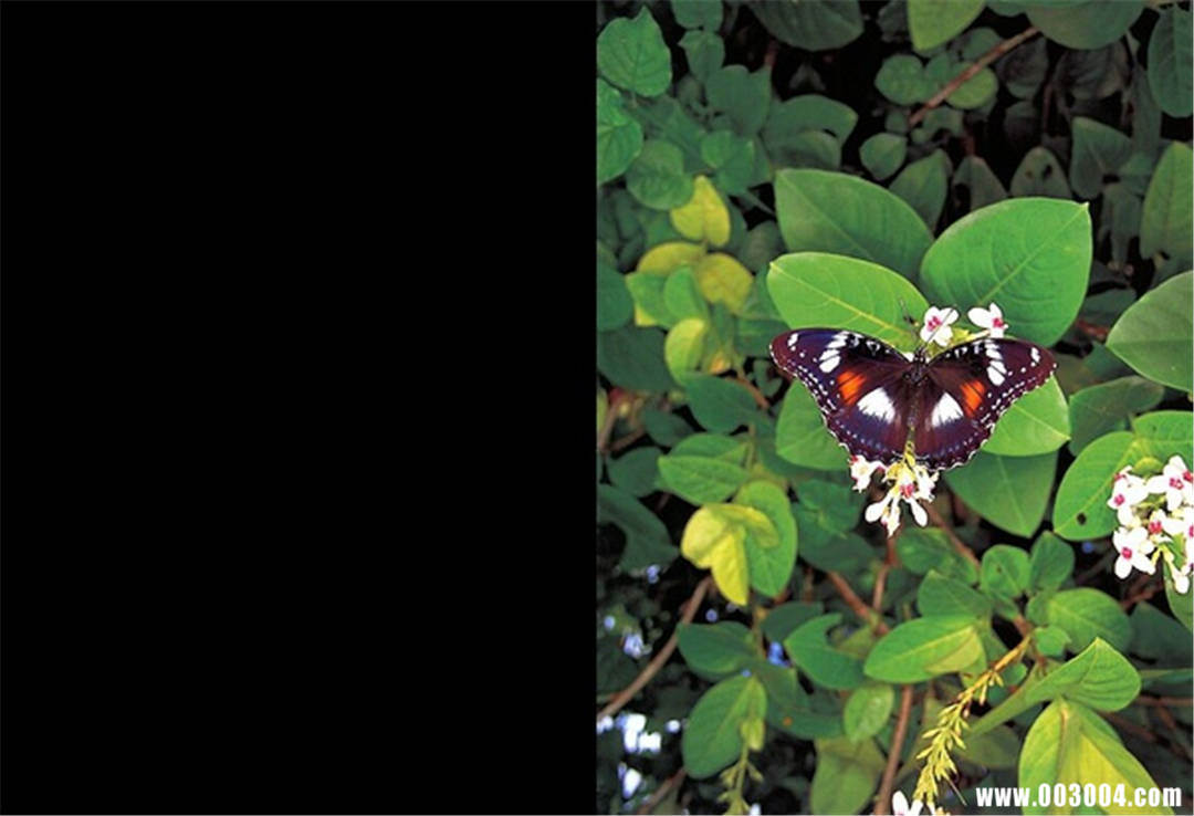 永井流奈写真集《少女果实》高清全本