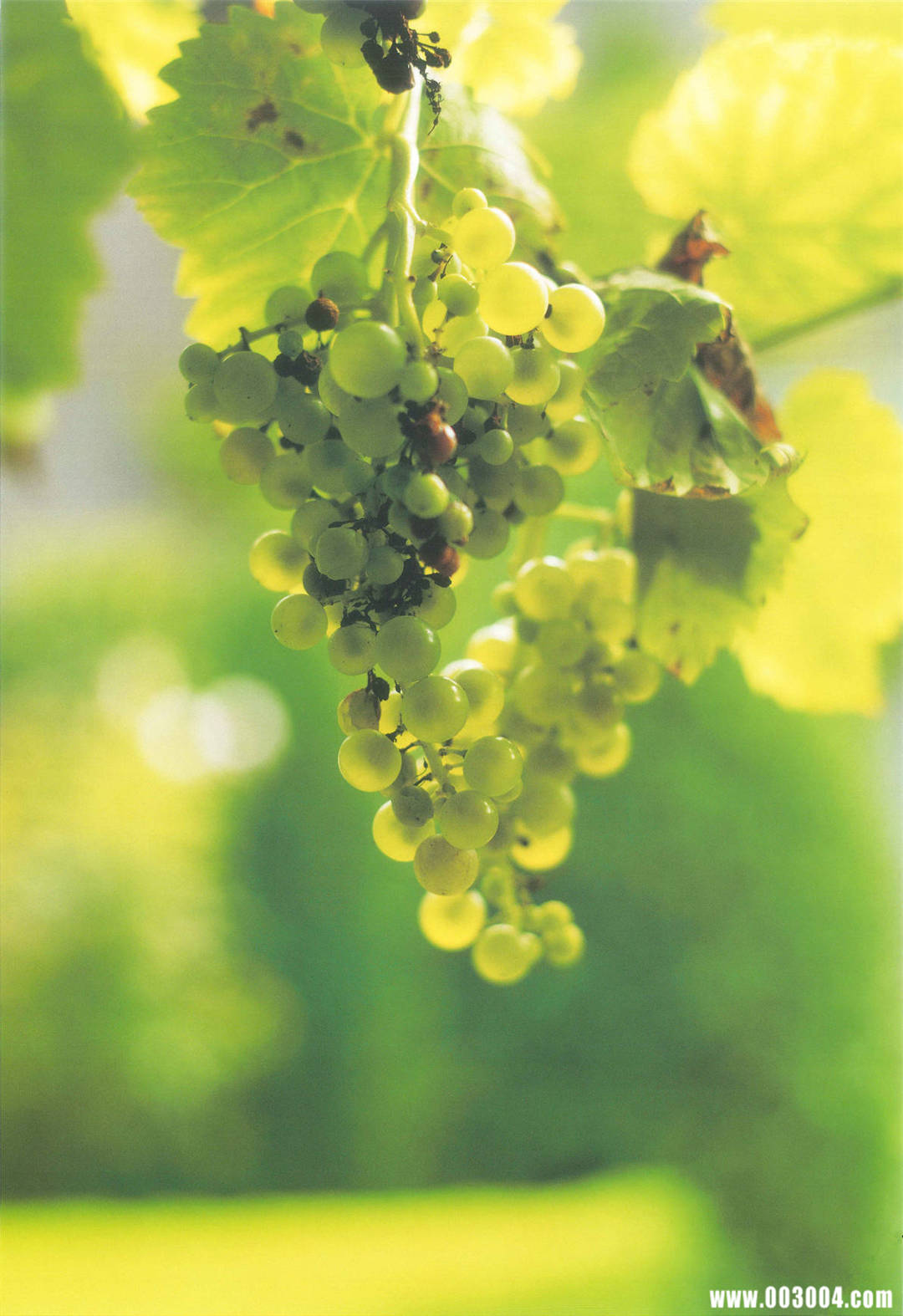 真野惠里菜 写真集 『 ERINA 』高清全本