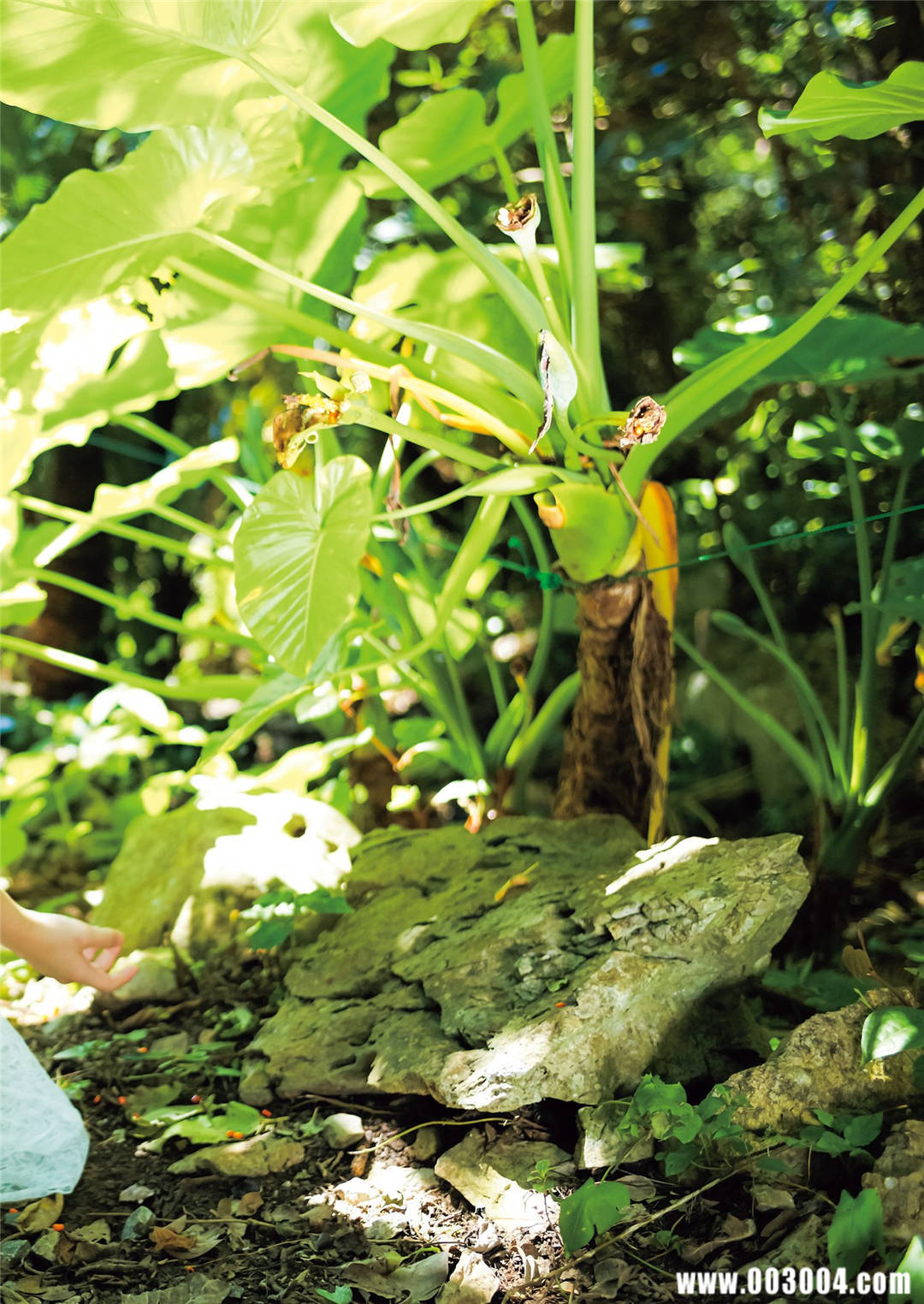 今田美樱1st写真集《生命力》