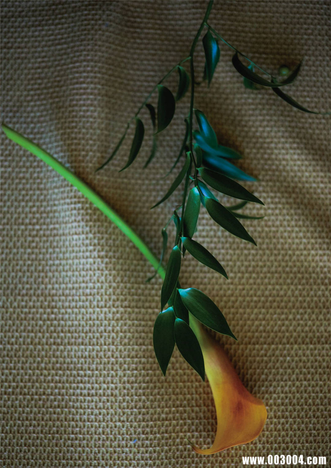 今田美樱1st写真集《生命力》