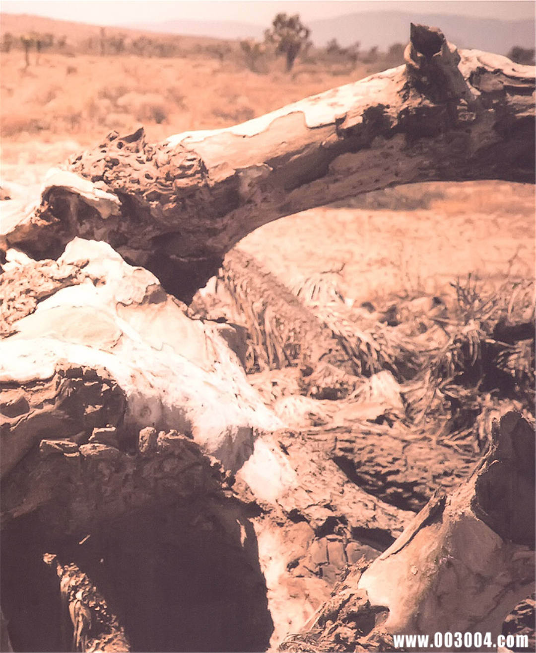 永远の大众情人 | 小嶋阳菜写真集《どうする》高清全本