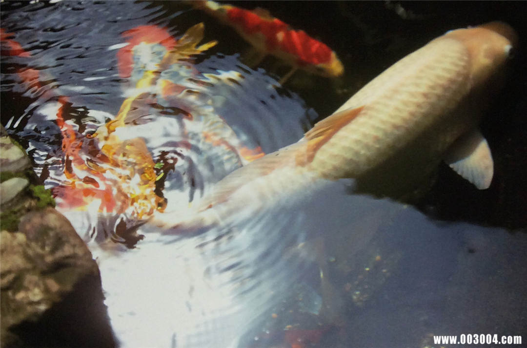 横山由依1ST写真集《ゆいはん》高清全本