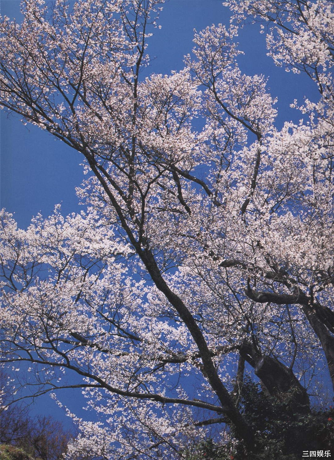 松坂庆子写真集《樱花传说》高清全本
