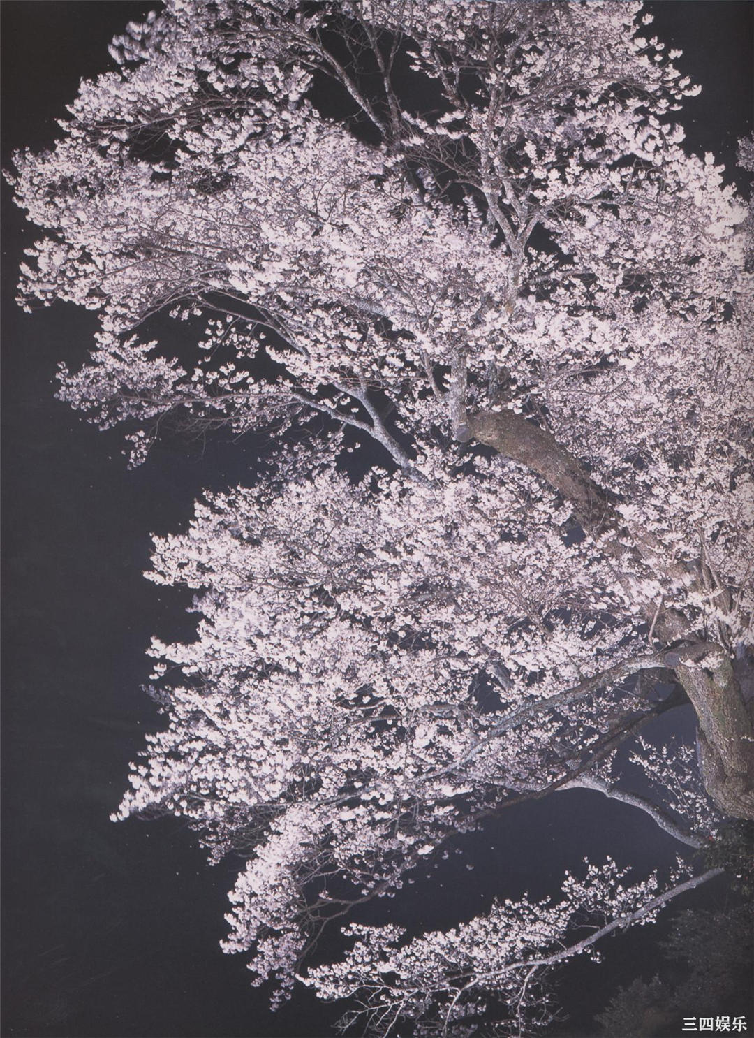 松坂庆子写真集《樱花传说》高清全本