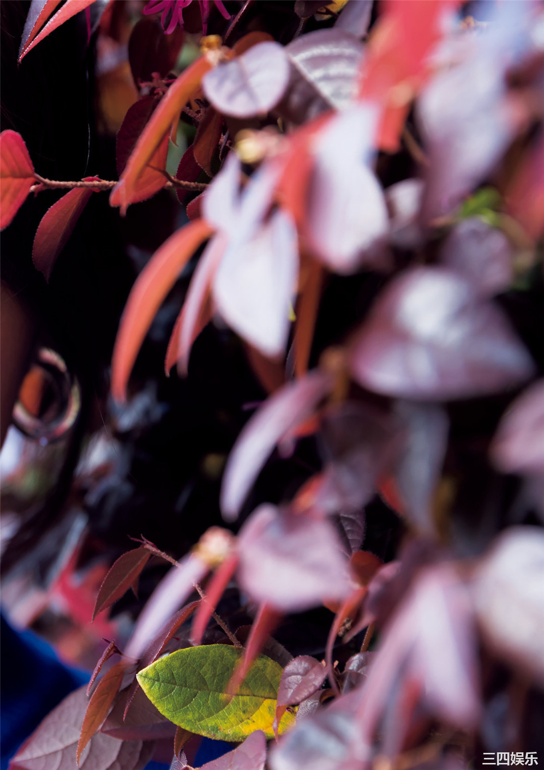 柳百合菜写真集《ひみつ》高清全本