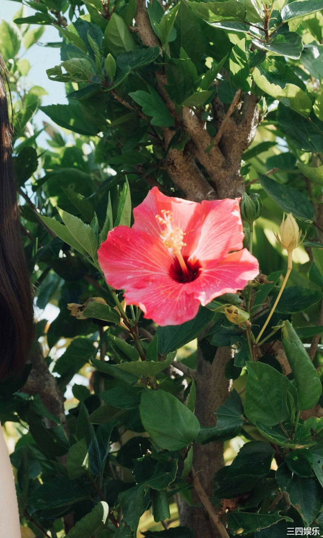 十味写真集《熱視線》高清全本