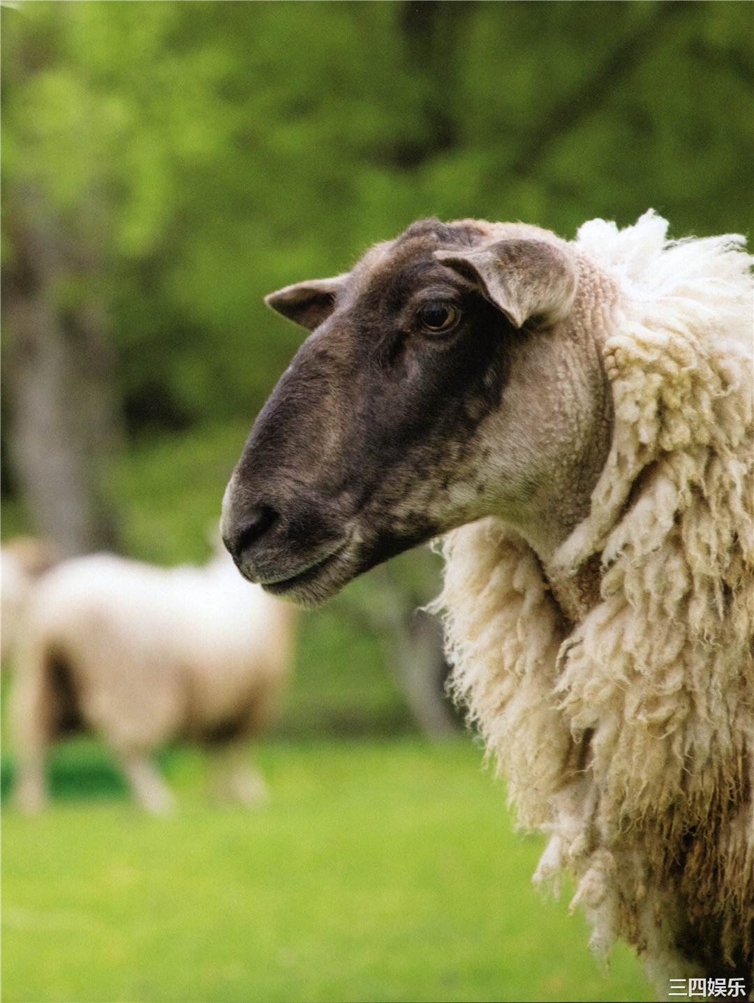 渡边米丽爱1ST写真集《消極的な華やかさ》高清全本