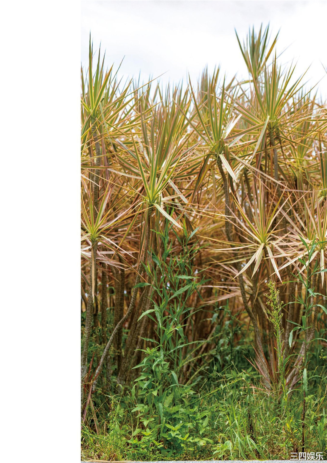 Lynn写真集《りん》高清全本