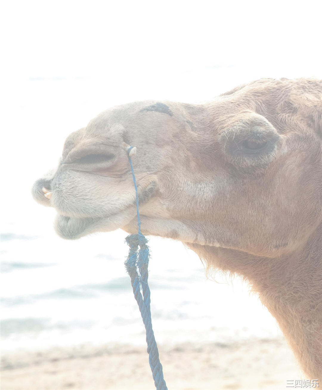 佐佐木希写真集《ささきき》高清全本