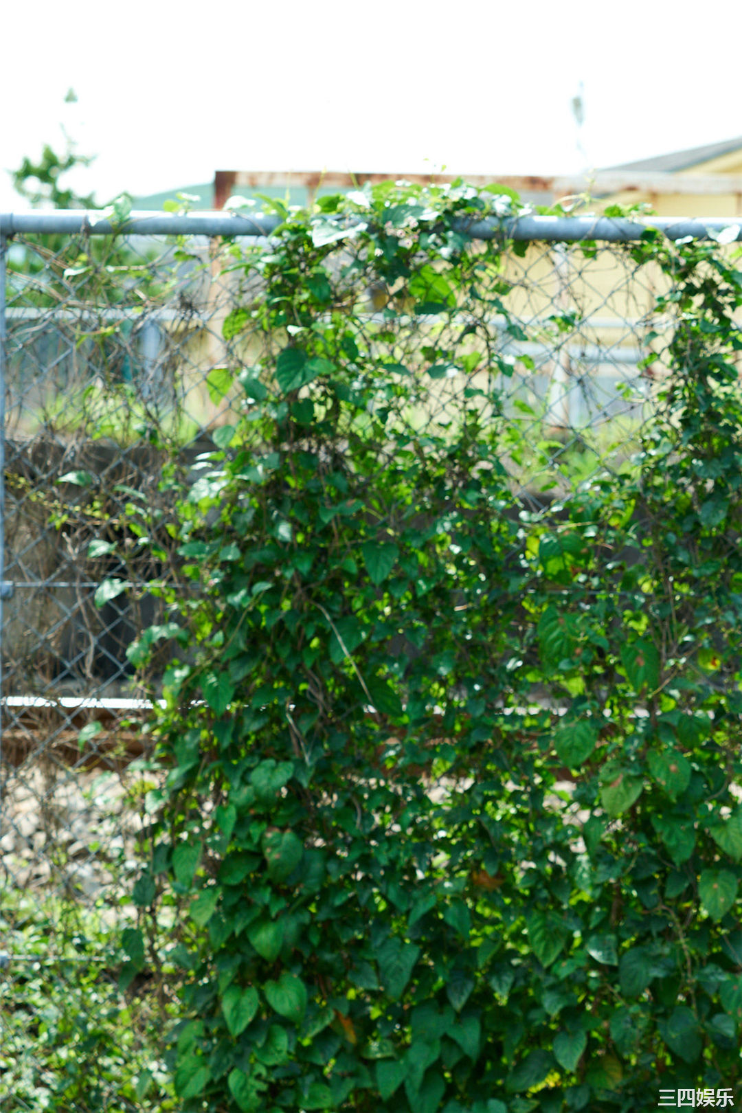 黑崎菜菜子写真集《18歳、原石、輝く》高清全本