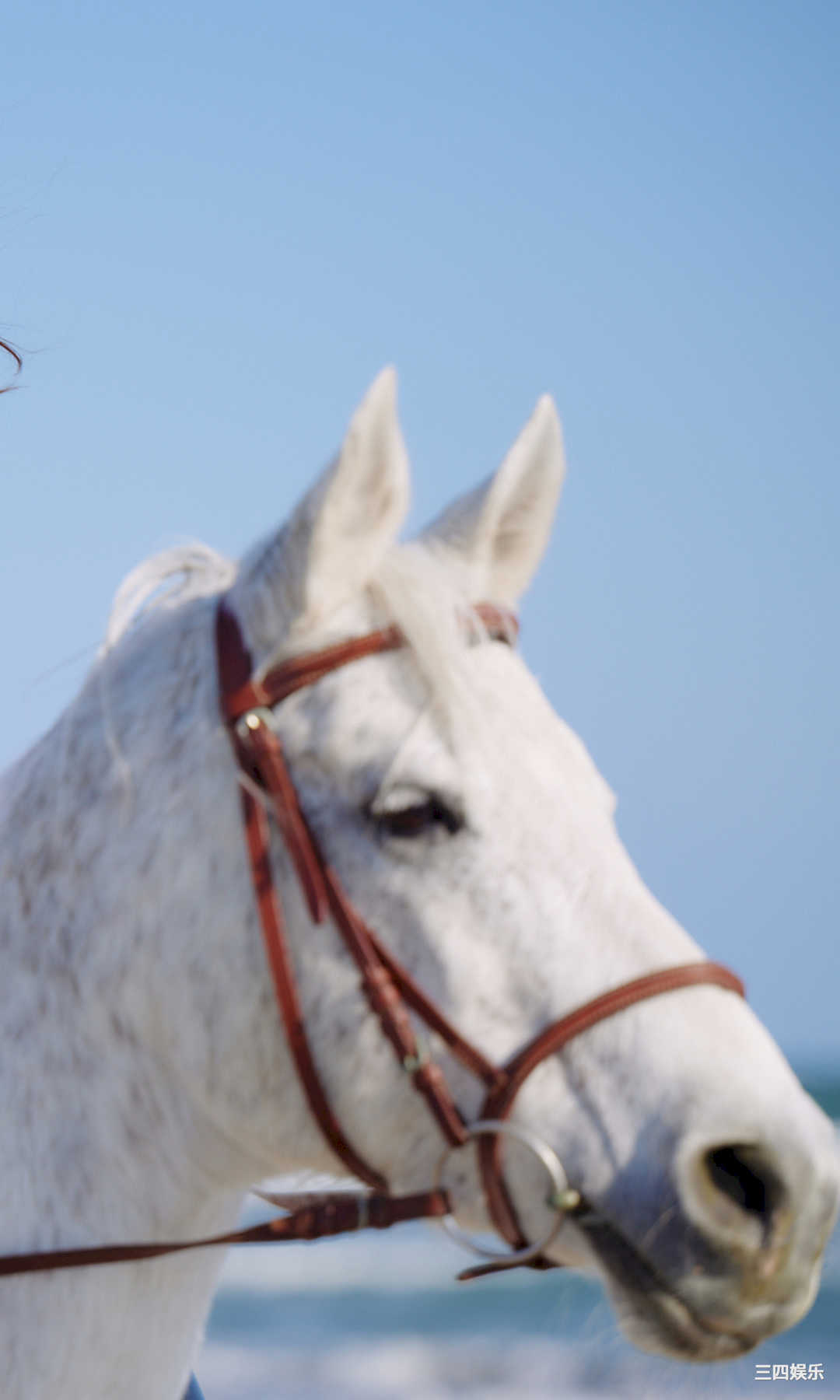 雪平莉左写真集《凜として、純白。》高清全本