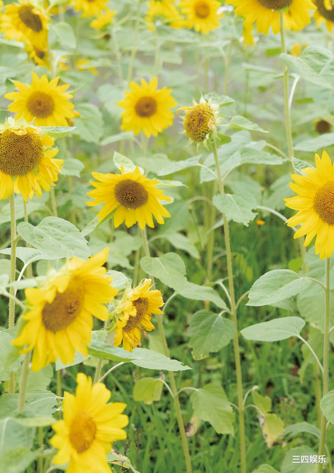 岬なこ1ST写真集《なこのとなり》高清全本