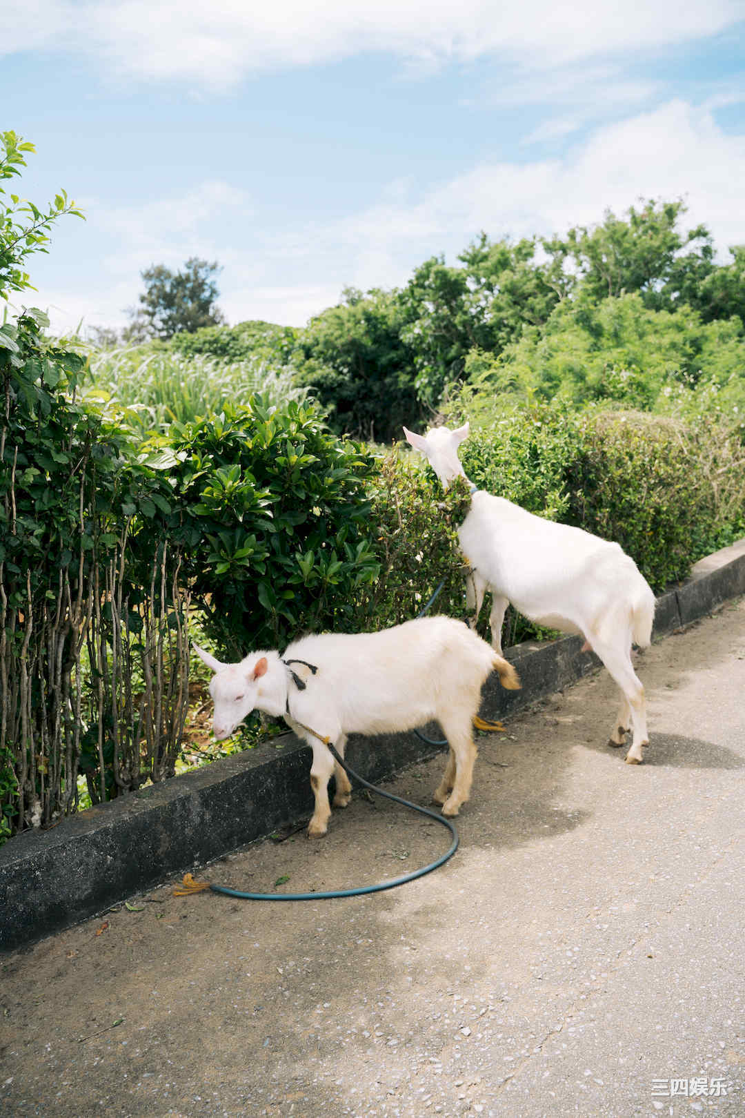 KENKEN写真集《めくるめく》高清全本