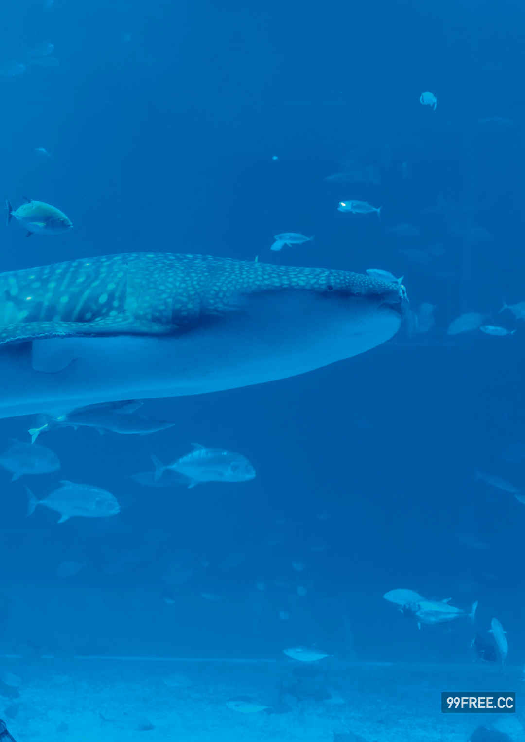 志田音音写真集《ねぇね～》高清全本