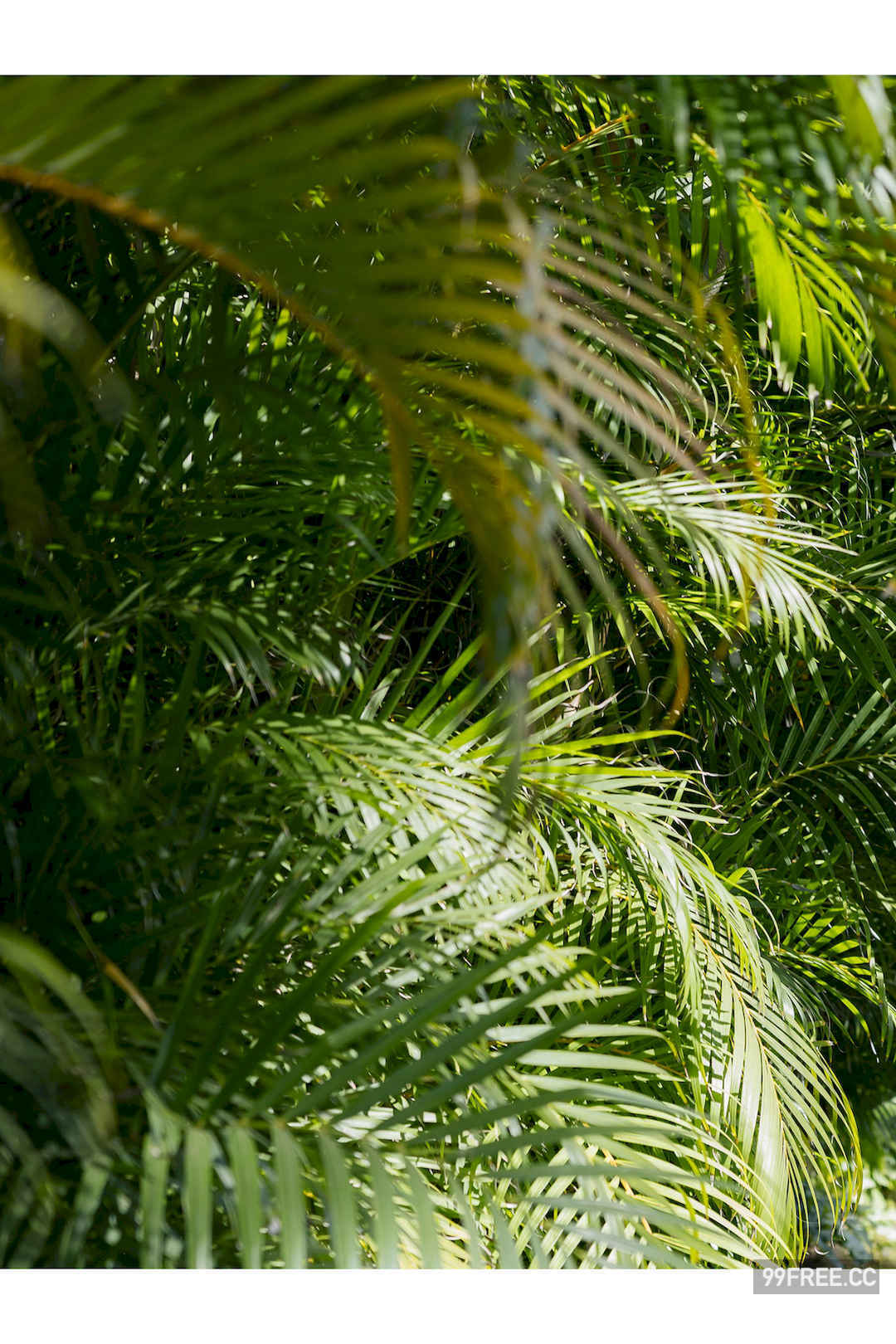 志田音音写真集《ハワイのねねまるホリデー》高清全本