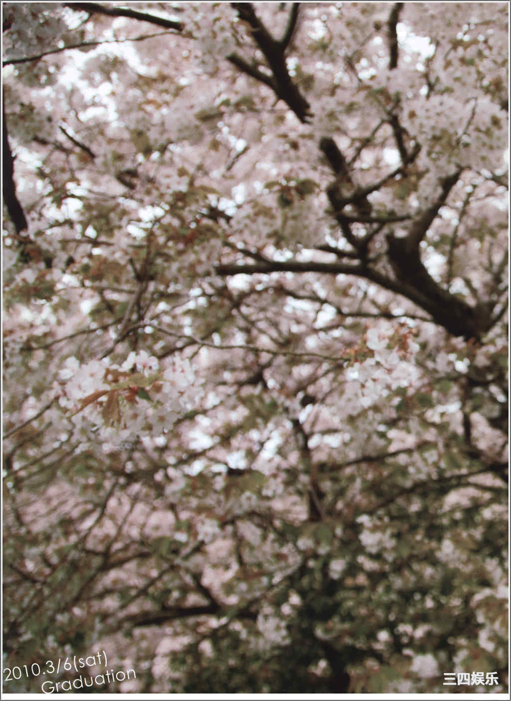 筱崎爱写真集《桜サクトキ》高清全本