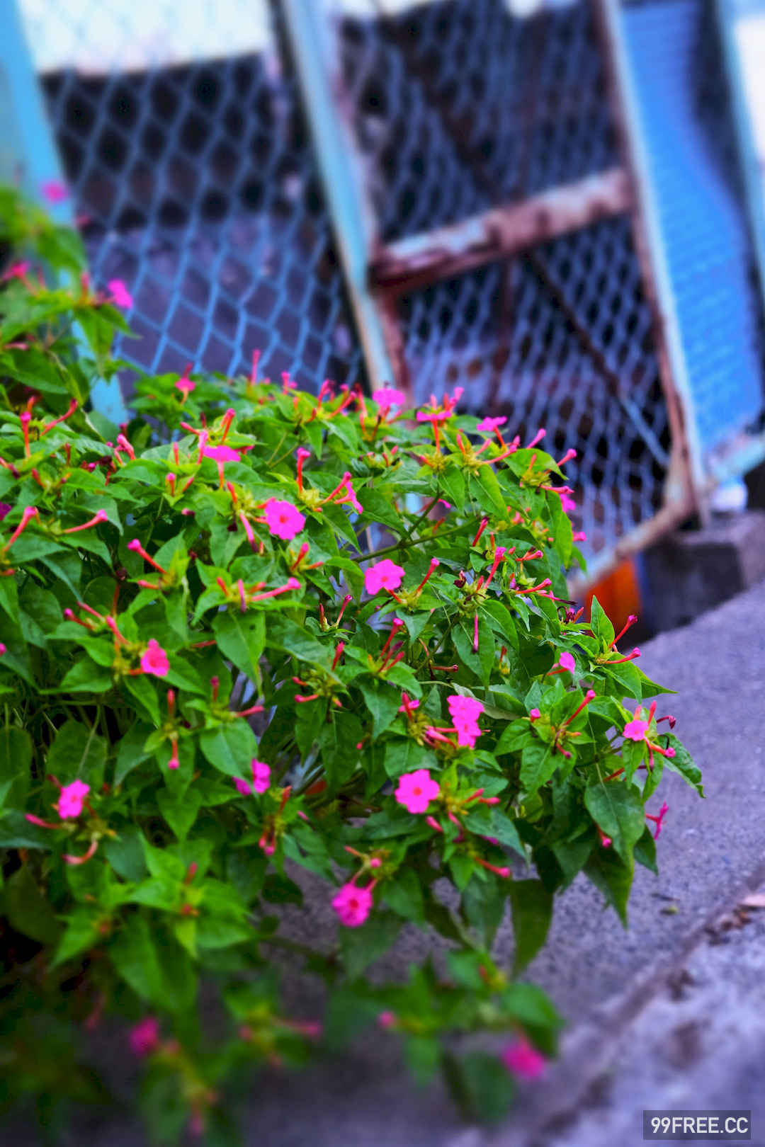 谷かえ写真集《君と出会えて》高清全本